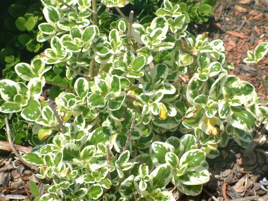 Бересклет форчуна эмеральд галетти