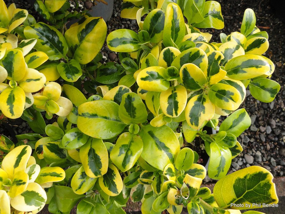 Копросма ползучая где посадить в саду