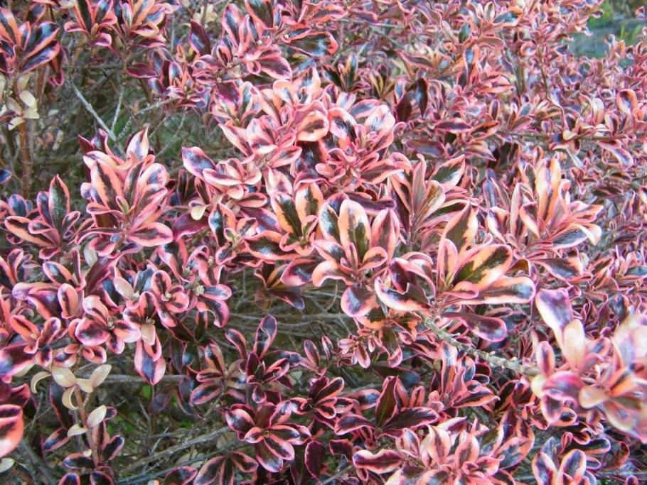 Барбарис тунберга адмирейшн