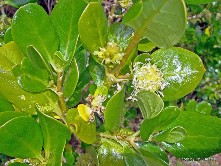 Копросма гибридная