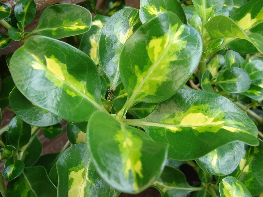 Копросма Репенс