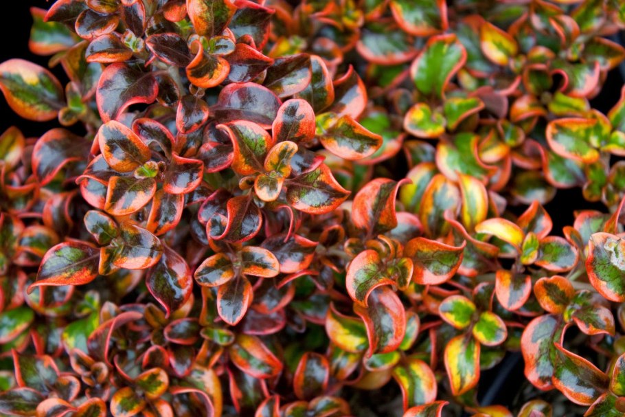 Coprosma 'Midnight Martini' цветок