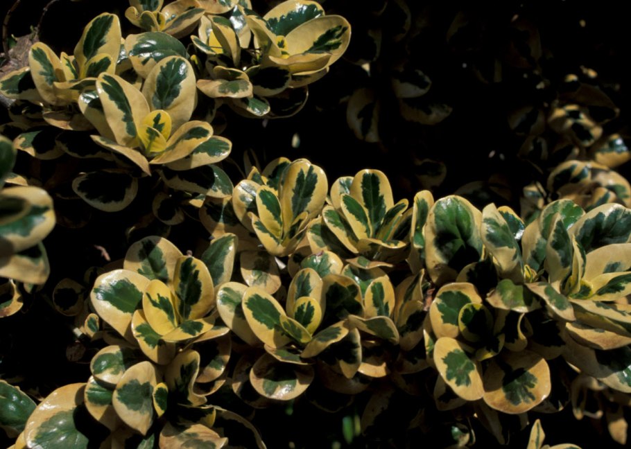 Копросма кирка Вариегата