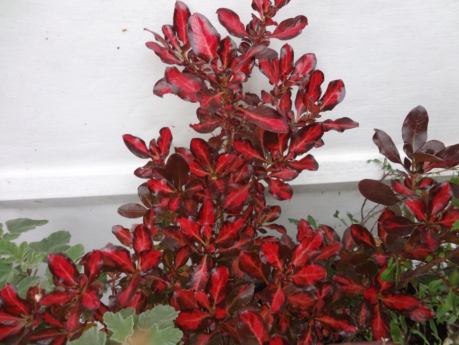 Копросма гибридная