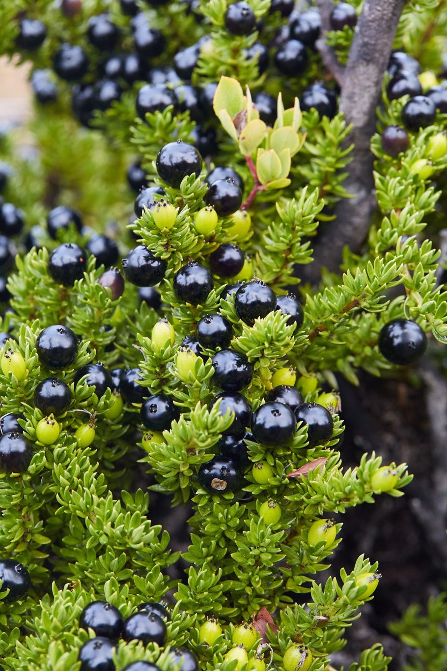 Coprosma ernodeoides