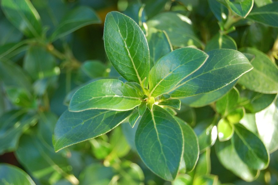 Копросма ползучая