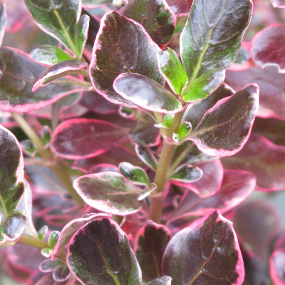 Копросма кирки вариегатная