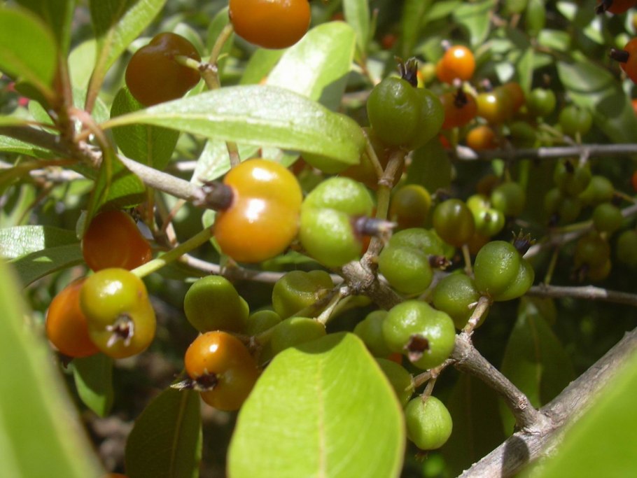 Coprosma grandifolia