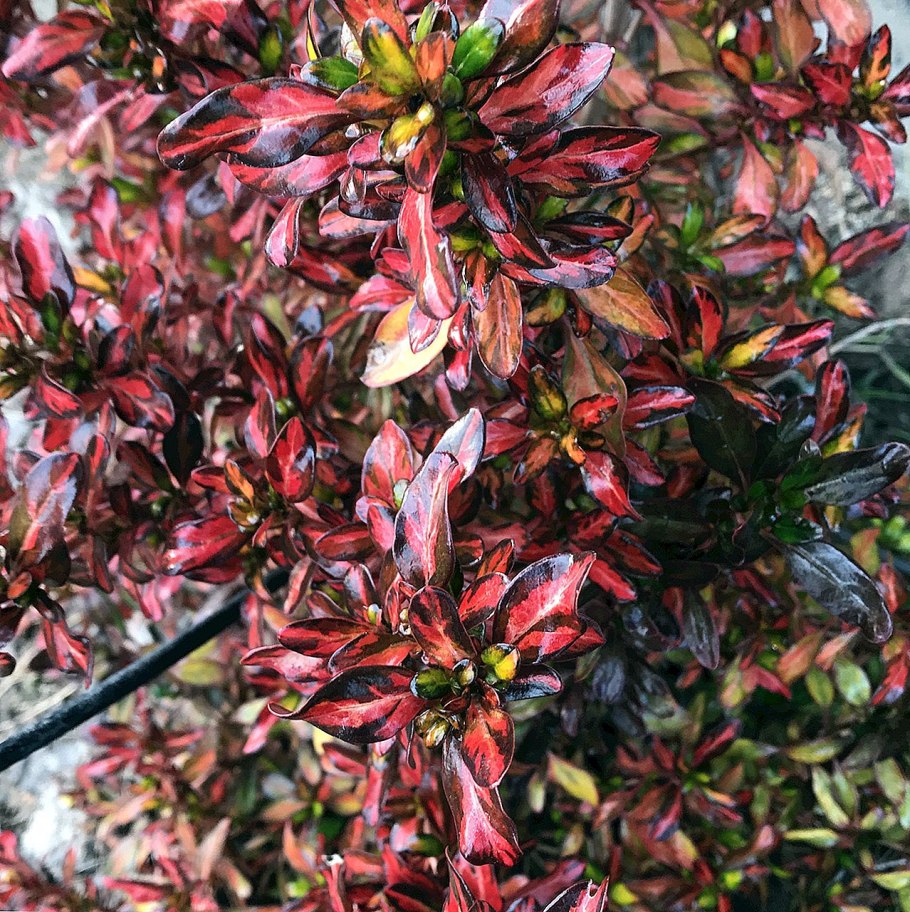 Копросма ползучая