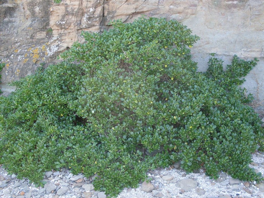 Coprosma repens