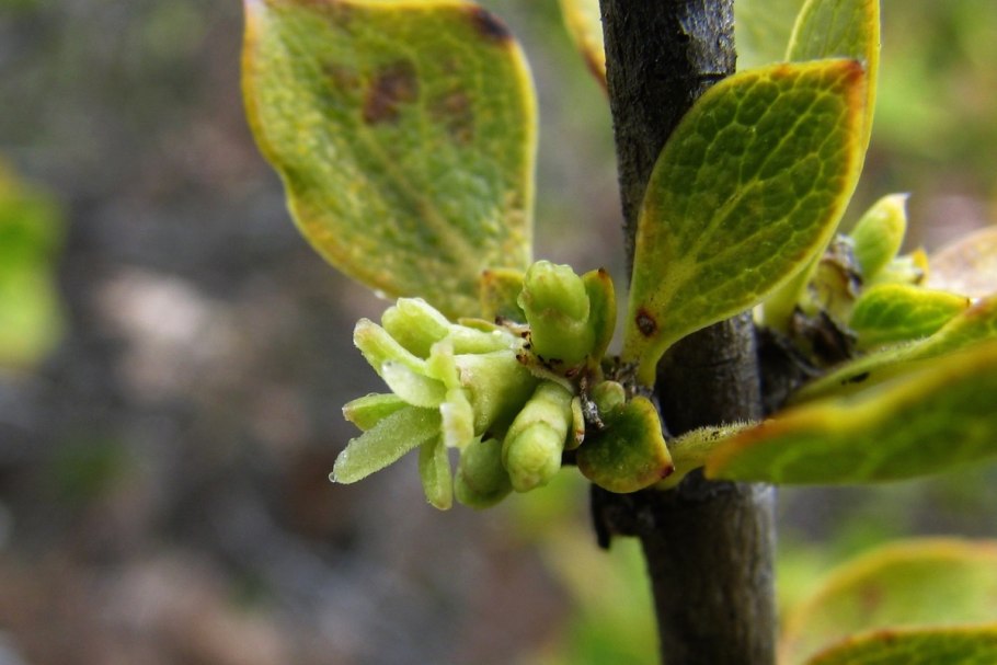 Копросма кирки