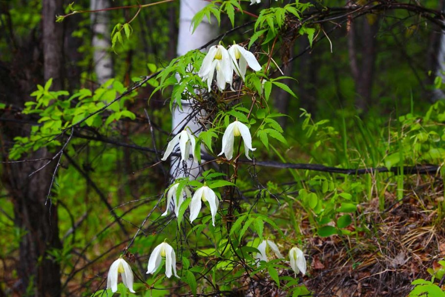 Княжик Сибирский Atragene sibirica l.