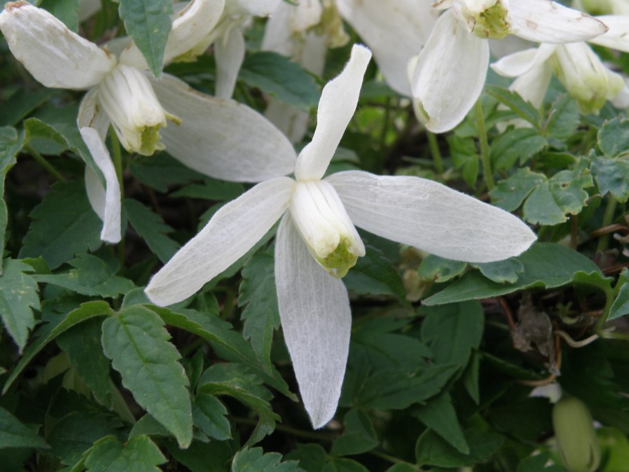 Лиана княжик Сибирский