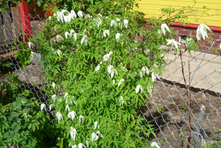 Княжик Альпийский