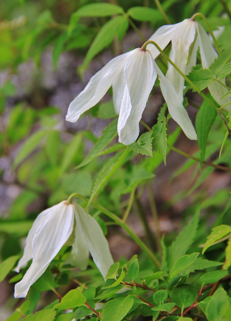 Княжик маньчжурский