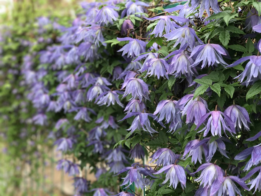 Княжик Сибирский плоды