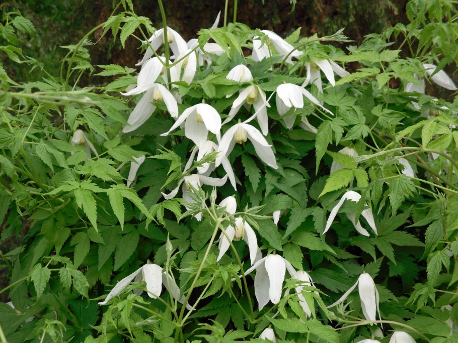 Княжик Сибирский (Atragene sibirica)
