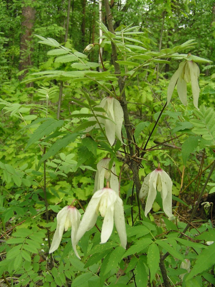 Лиана княжик Сибирский