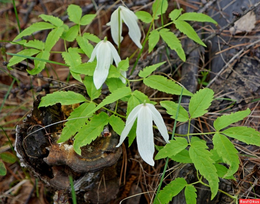 Лиана княжик Сибирский