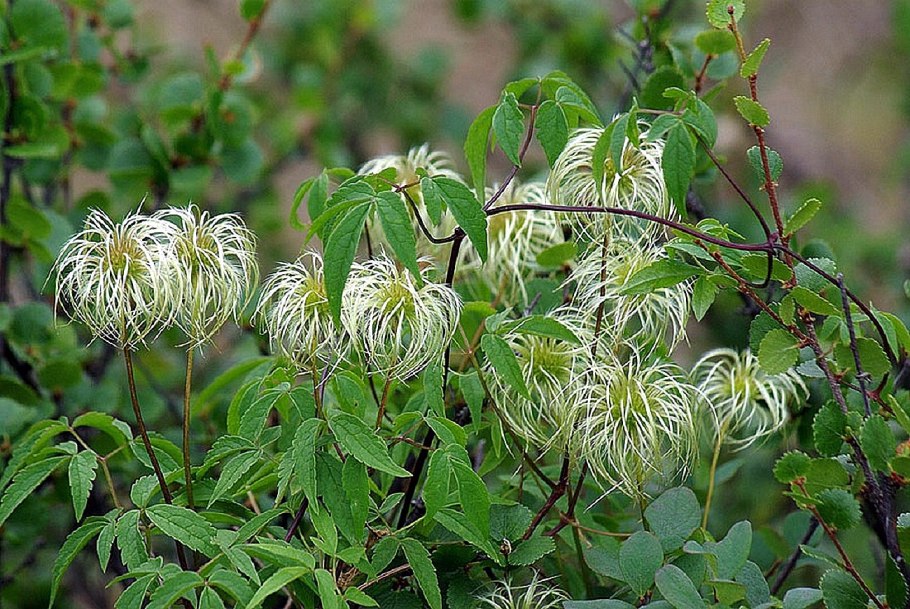 Княжик Сибирский (a. sibirica)