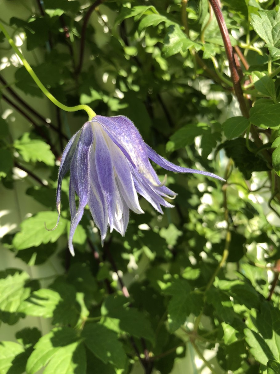 Клематис Сибирский княжик белый в саду