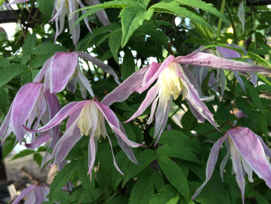 Клематис Сибирский княжик