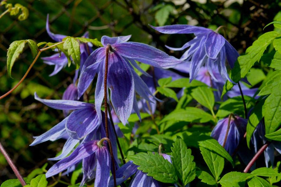 Клематис княжик сесиль