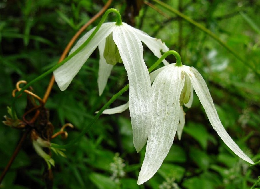 Лиана княжик Сибирский