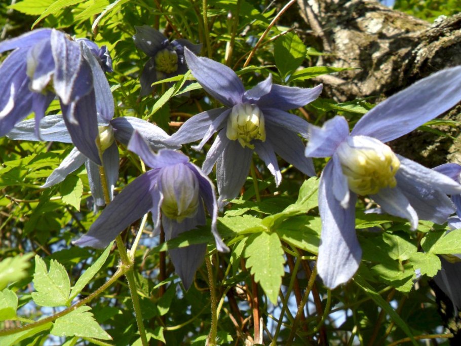 Княжик Тайга