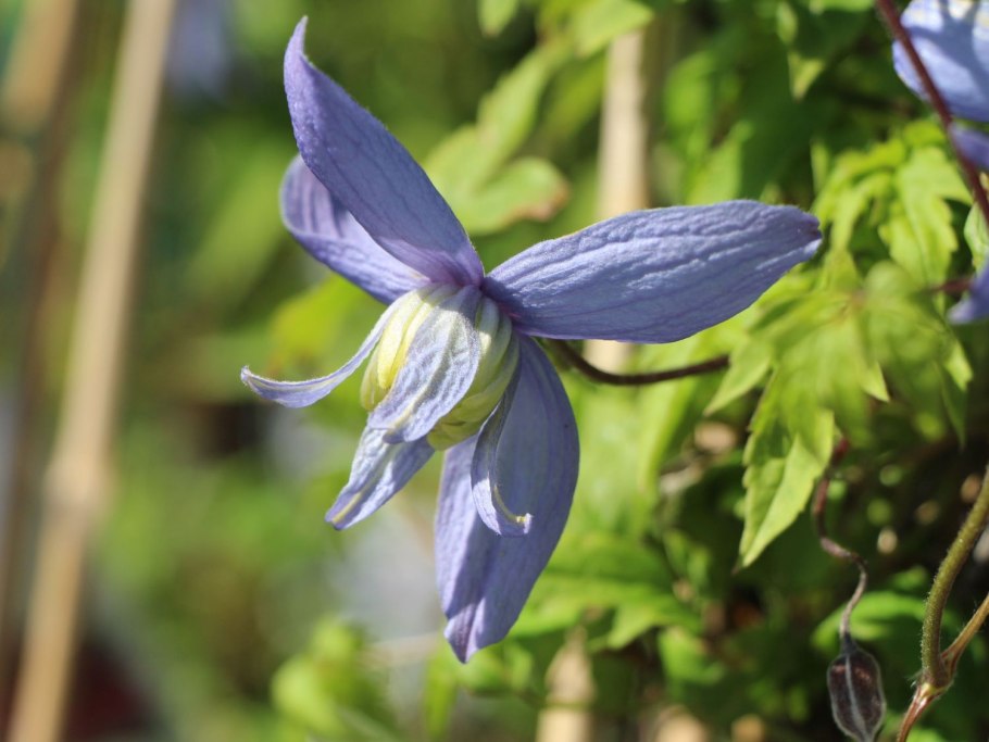 Княжик альпийский