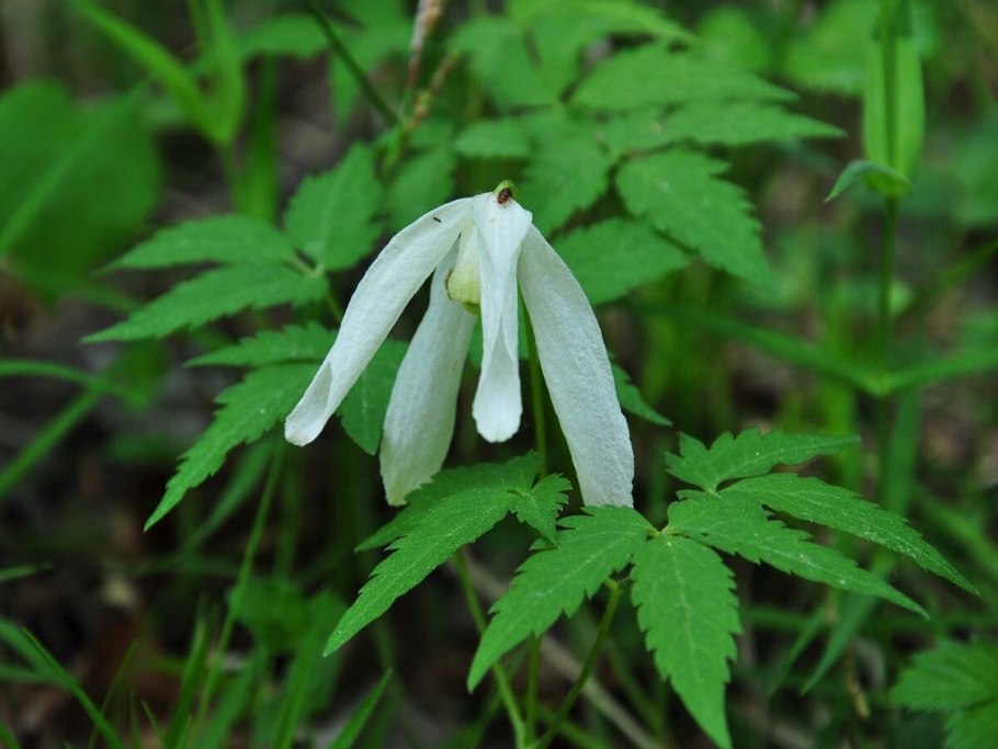 Лиана княжик Сибирский