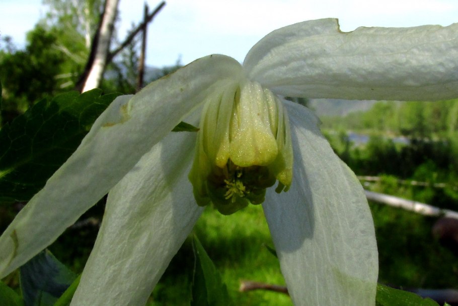Клематис княжик