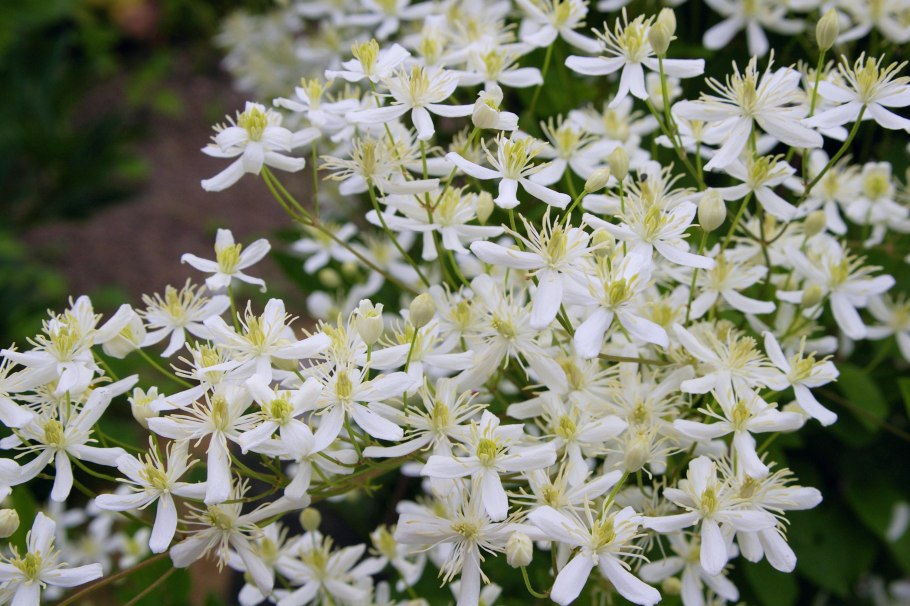 Княжик вайт свон