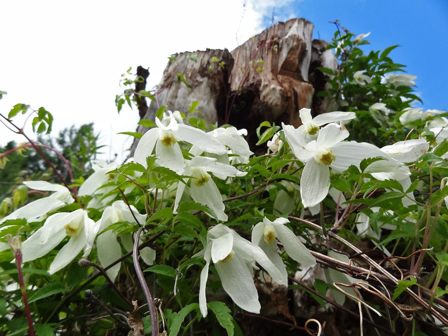 Княжик Сибирский плоды