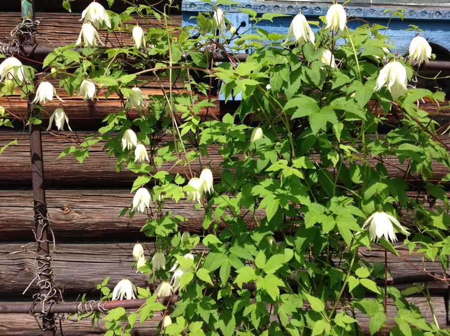 Княжик lemon dream