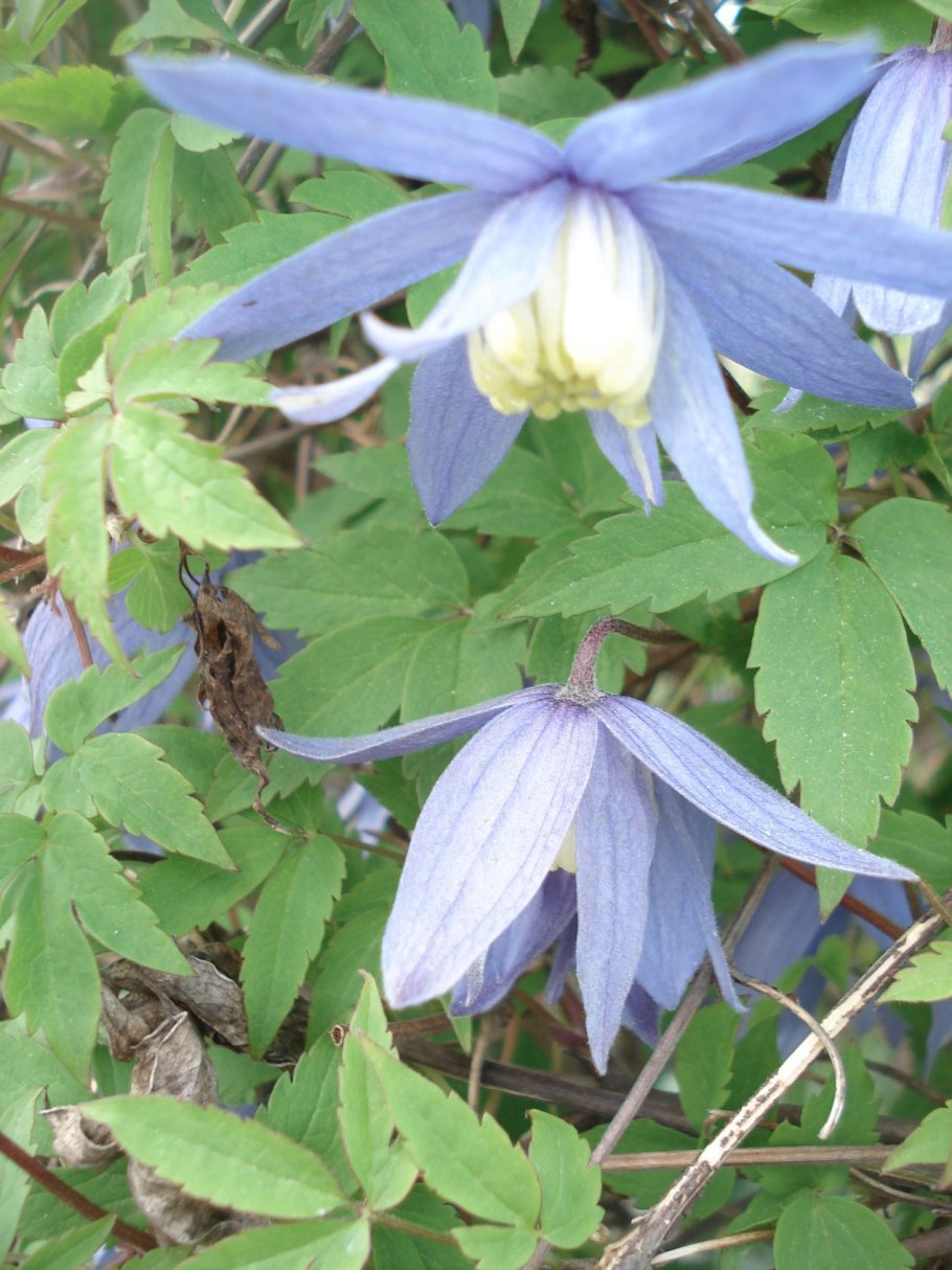 Клематис сибирский