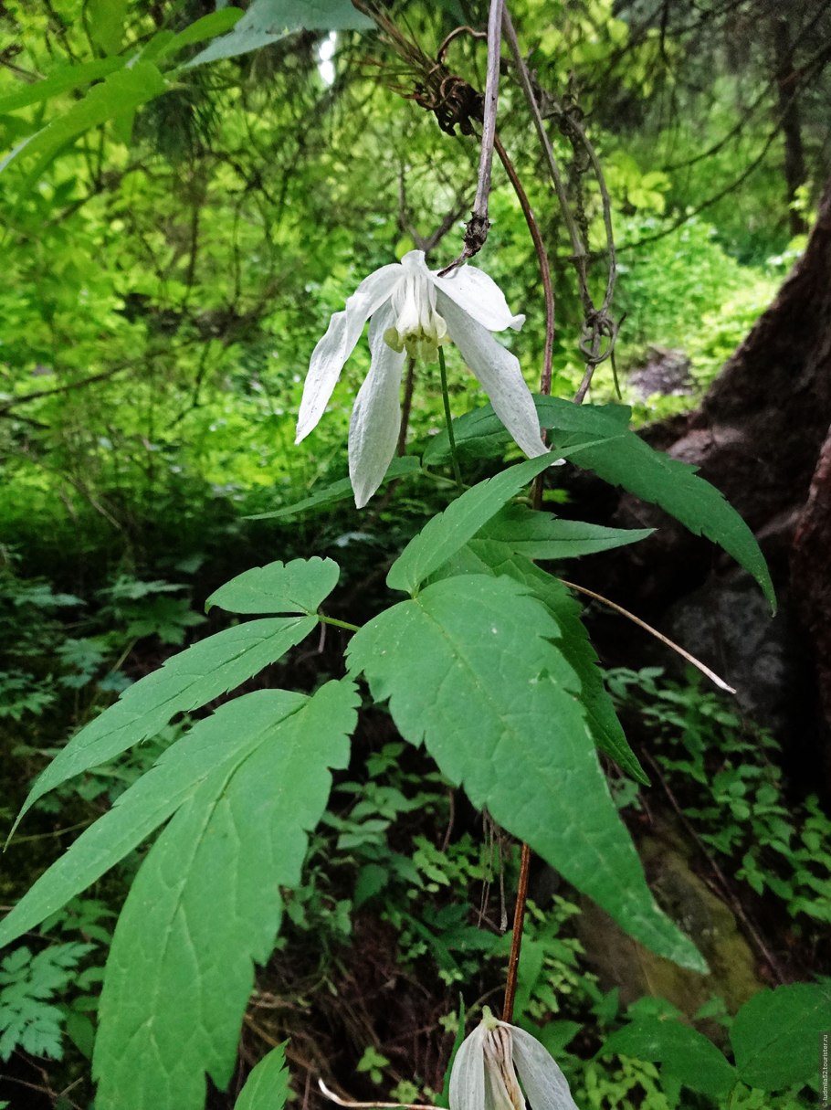 Княжик белый