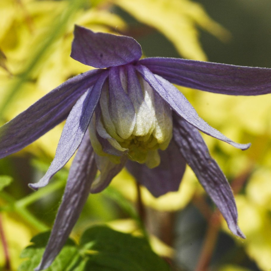 Клематис Сибирский княжик