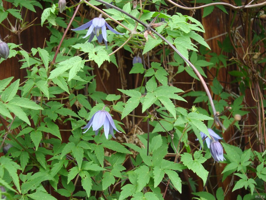 Алтайский княжик