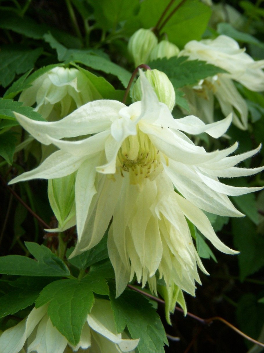 Клематис сибирский княжик