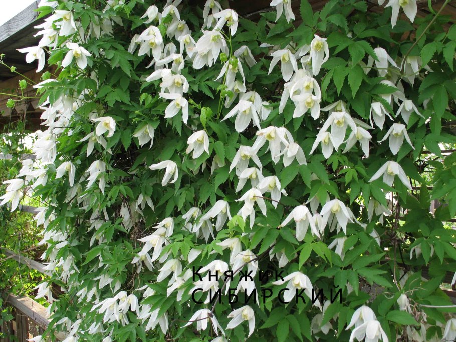 Княжик лиана