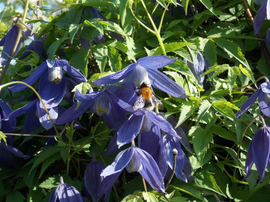 Княжики Сесиль