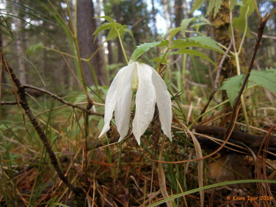 Клематис Сибирский княжик