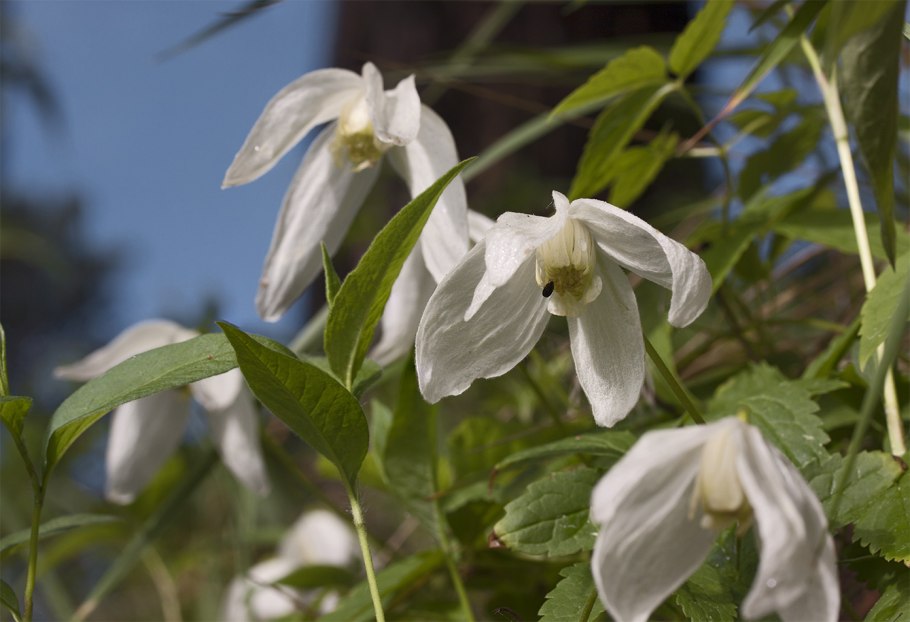 Клематис Сибирский княжик