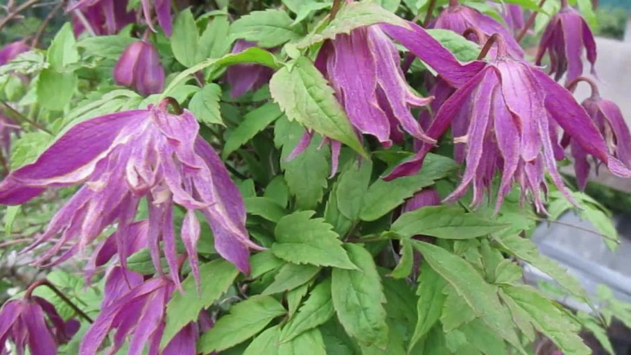 Княжик рубра маргината