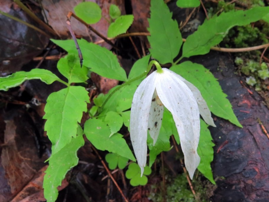 Цветущий княжик Сибирский