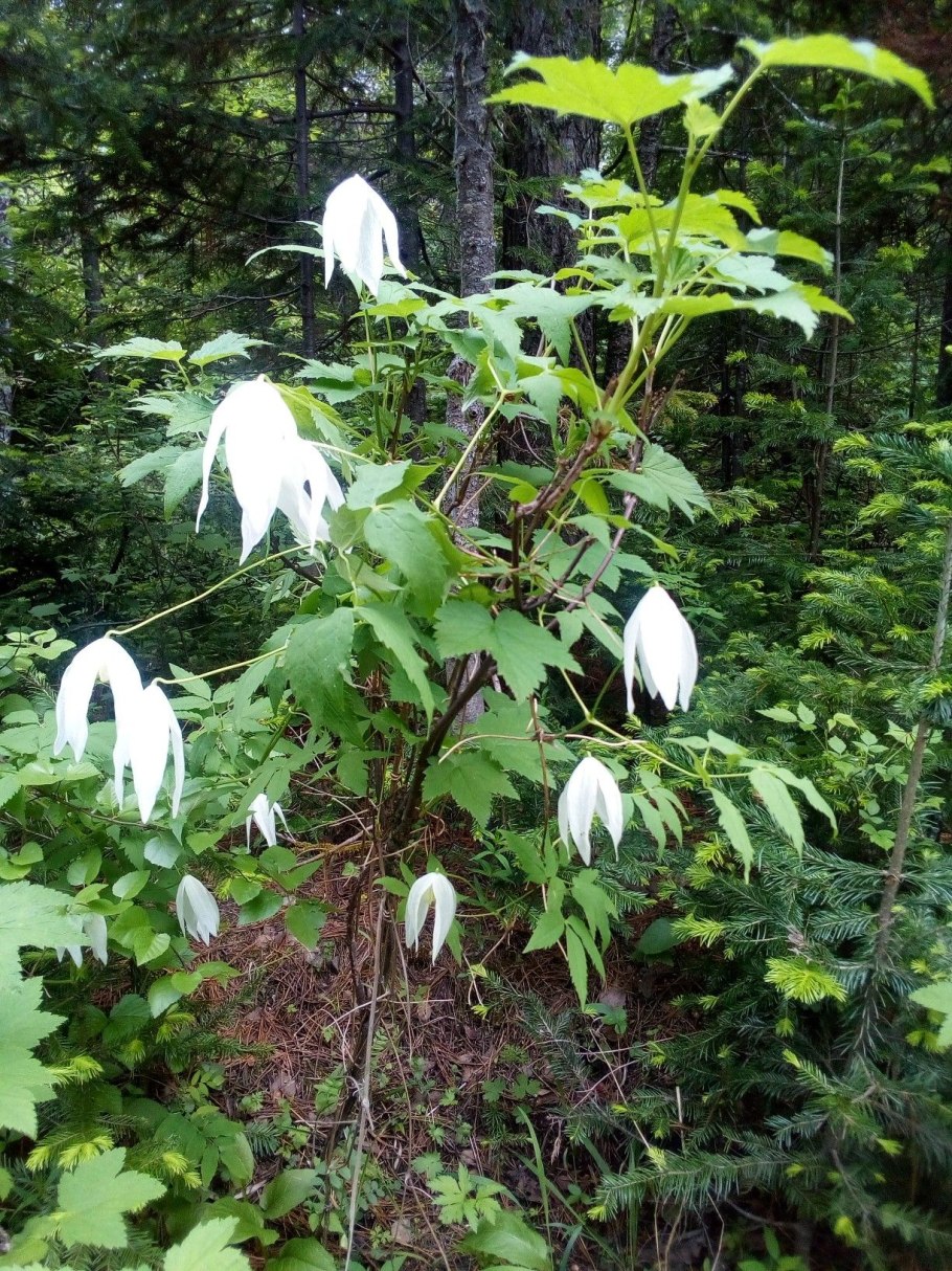 Лиана княжик Сибирский