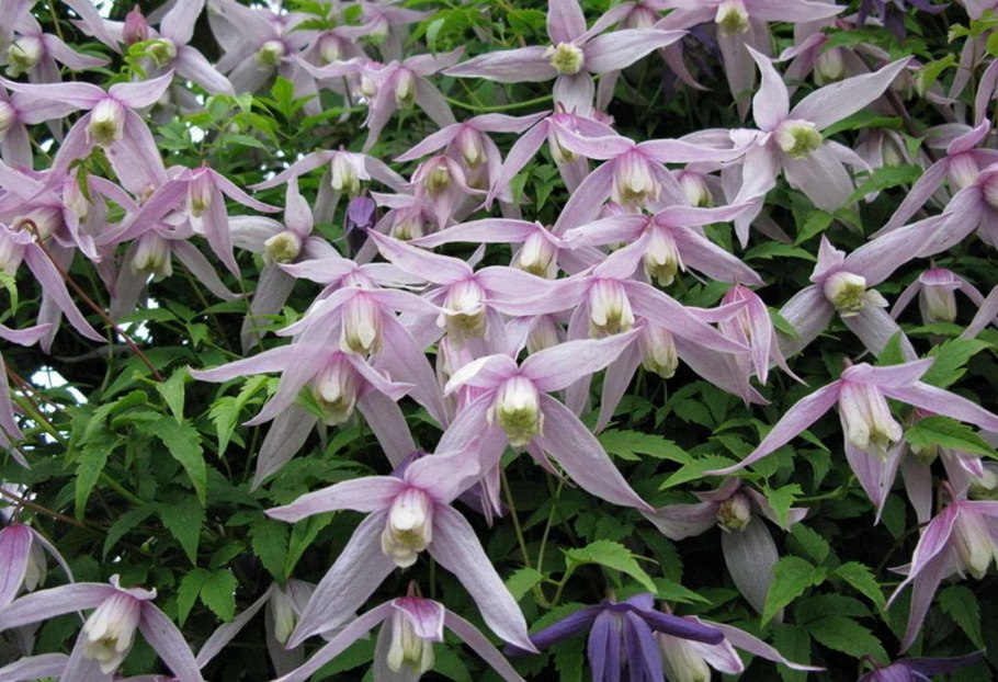 Княжик вилли