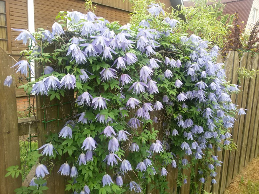 Княжик сесиль