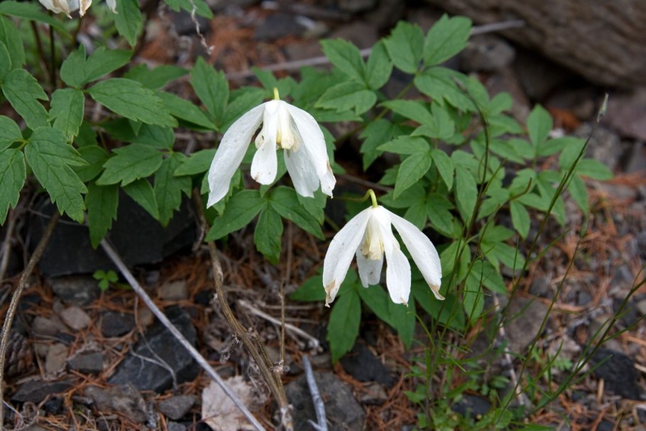 Княжик сибирский atragene sibirica l